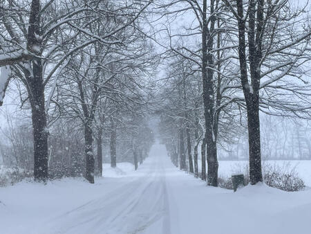 Cerar Ajda – Drevored